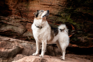 Hunde-0094