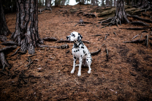 Hunde-0113