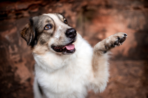 Hunde-0119