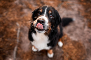 Hundefotografie-rote-Felsen-004