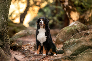 Hundefotografie-rote-Felsen-005