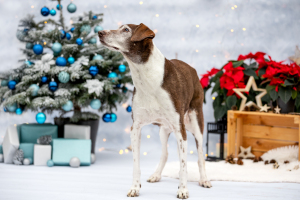 Hundefotografie-Weihnachten-001