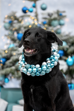 Hundefotografie-Weihnachten-002