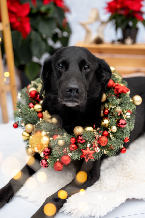 Hundefotografie-Weihnachten-003