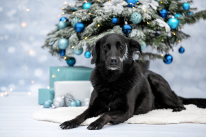 Hundefotografie-Weihnachten-004