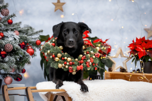 Hundefotografie-Weihnachten-005