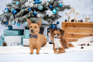 Hundefotografie-Weihnachten-006