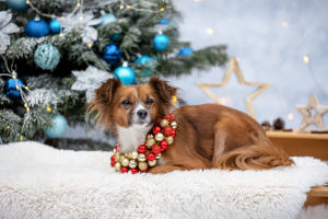 Hundefotografie-Weihnachten-008