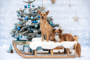 Hundefotografie-Weihnachten-010
