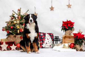 Hundefotografie-Weihnachten-011