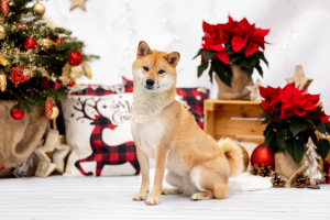 Hundefotografie-Weihnachten-012