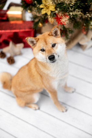 Hundefotografie-Weihnachten-013