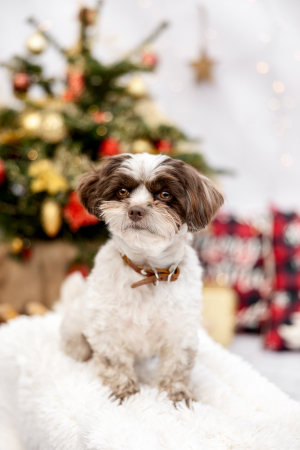 Hundefotografie-Weihnachten-014