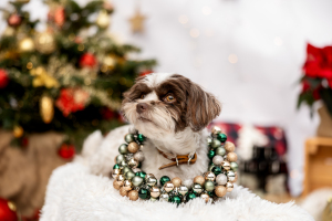 Hundefotografie-Weihnachten-016