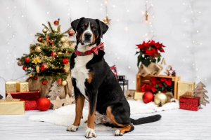 Hundefotografie-Weihnachten-017