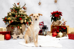 Hundefotografie-Weihnachten-019