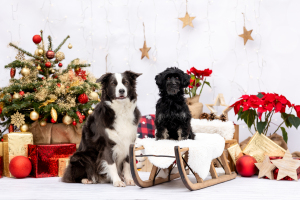 Hundefotografie-Weihnachten-020