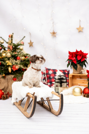 Hundefotografie-Weihnachten-021