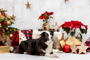 Hundefotografie-Weihnachten-022