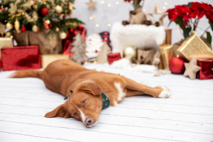 Hundefotografie-Weihnachten-023