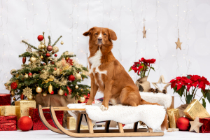 Hundefotografie-Weihnachten-024
