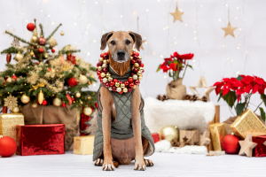 Hundefotografie-Weihnachten-025