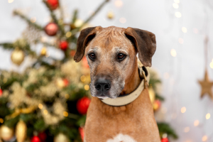 Hundefotografie-Weihnachten-026