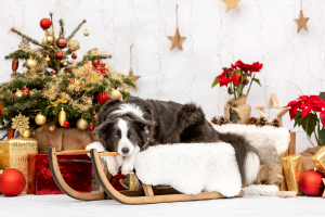 Hundefotografie-Weihnachten-027