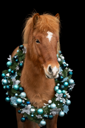 1_Weihnachtskranz-Pferd-013