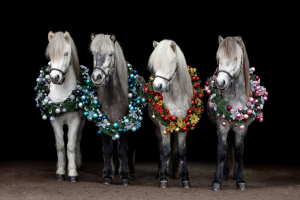 Weihnachtskranz-Pferd-002