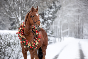 Weihnachtskranz-Pferd-003