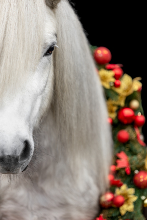 Weihnachtskranz-Pferd-005