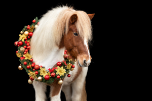 Weihnachtskranz-Pferd-006