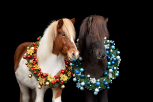 Weihnachtskranz-Pferd-007
