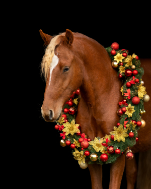 Weihnachtskranz-Pferd-008