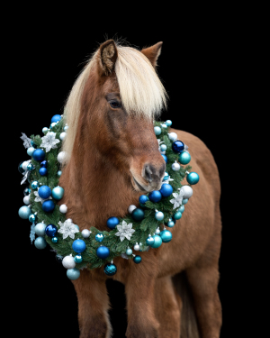 Weihnachtskranz-Pferd-009