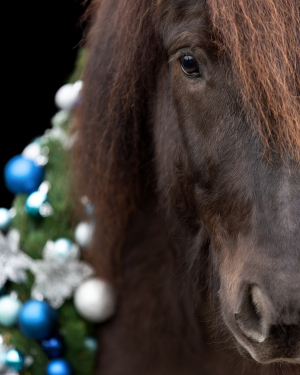 Weihnachtskranz-Pferd-011