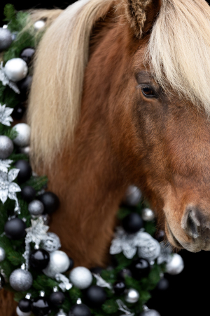 Weihnachtskranz-Pferd-015