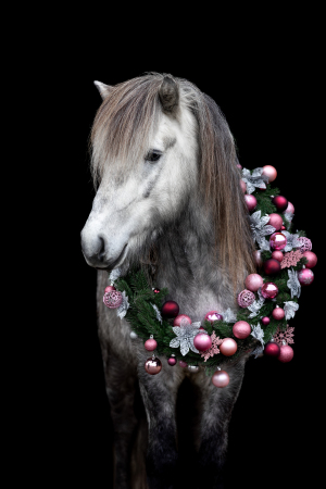Weihnachtskranz-Pferd-017