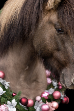Weihnachtskranz-Pferd-018