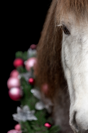Weihnachtskranz-Pferd-019