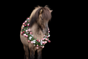Weihnachtskranz-Pferd-020