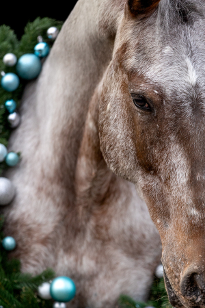 Weihnachtskranz-Pferd-070