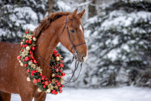 Weihnachtskranz-Pferd-077