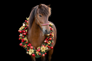 Weihnachtskranz-Pferd-109