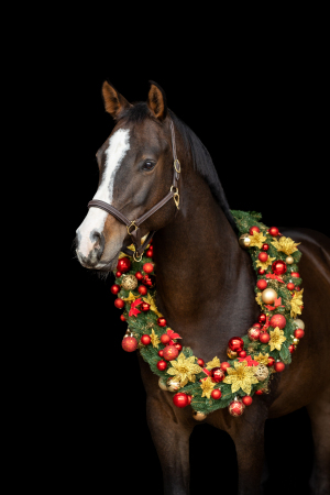 Weihnachtskranz-Pferd-137