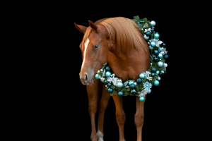Weihnachtskranz-Pferd-139