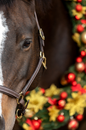 Weihnachtskranz-Pferd-141