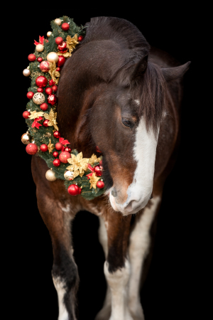 Weihnachtskranz-Pferd-148