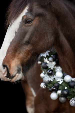 Weihnachtskranz-Pferd-149